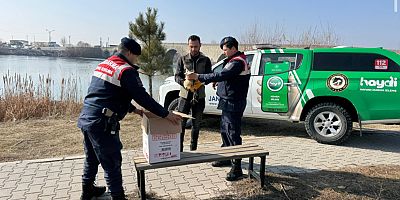 Yaralı Halde Bulunan Bayağı Balaban Kuşu Koruma Altına Alındı