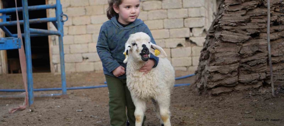 Bu yıl yaklaşık 650 bin kuzu ve oğlak doğumu bekleniyor.