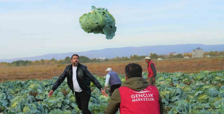 Gençlik merkezi gönüllülerinden çiftçilere lahana hasadı desteği