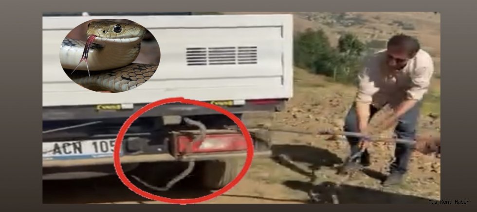 Kamyonun Altına Giren Yılan Korku Dolu Anlar Yaşattı