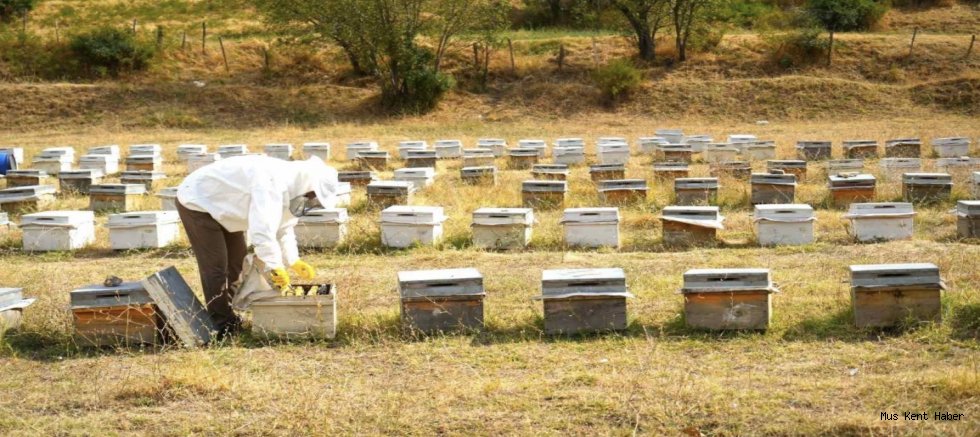 Muş’ta 290 Bin Kovandan 700 Ton Bal Hasad