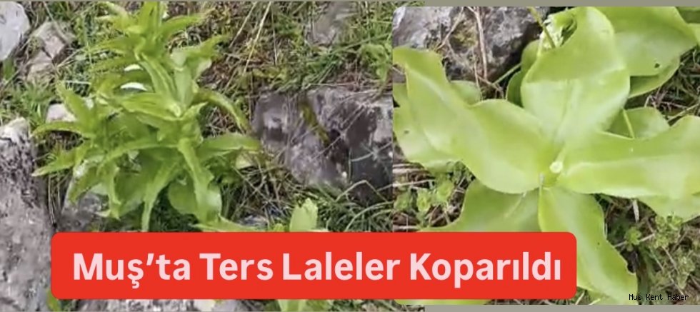 Muş’ta “Ağlayan Gelin”e Zarar: Köylüler Tepkili