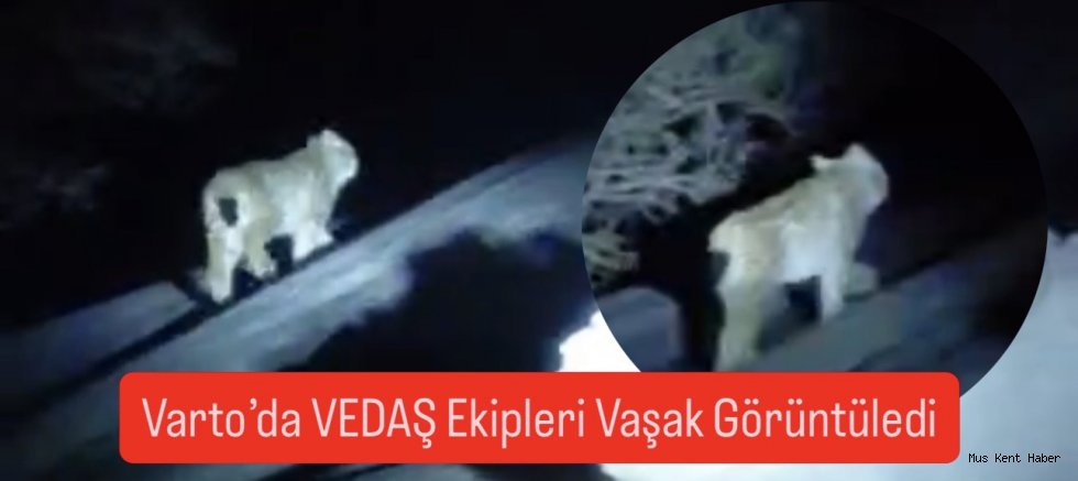 Muş’ta Arıza Ekibi Vaşakla Karşılaştı
