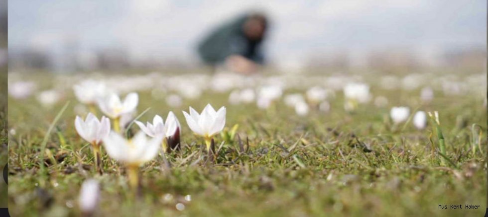 Muş’ta baharın habercisi çiğdemler açtı