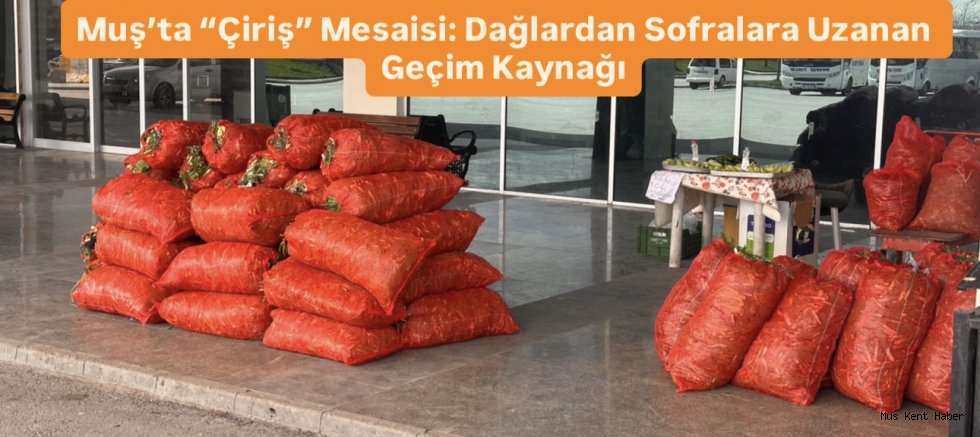 Muş’ta Çiriş Otu Ekonomisi Dağlardan Büyükşehirlere Uzanan Bereket
