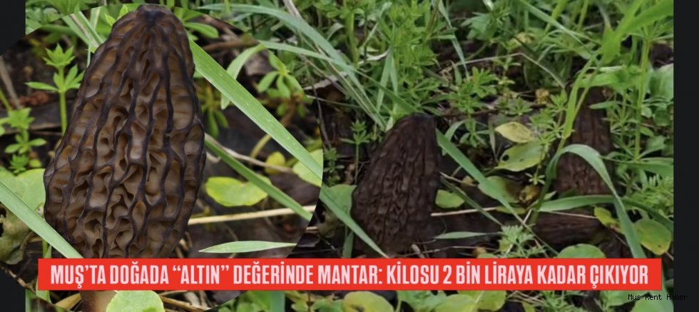 MUŞ’TA DOĞADA “ALTIN” DEĞERİNDE MANTAR: KİLOSU 2 BİN LİRAYA KADAR ÇIKIYOR