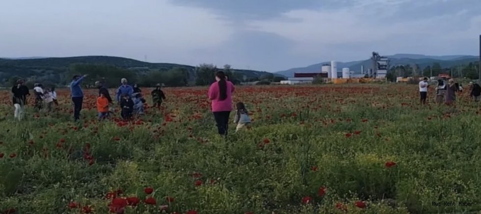 Muş’ta Doğal Oluşan Gelincik Tarlası Vatandaşların İlgi Odağı Oldu