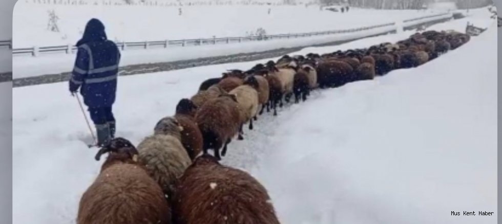 Muş’ta Hayvan Varlığı Artışta