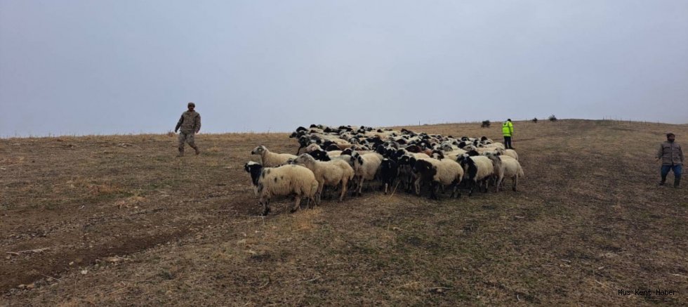 Muş’ta Kayıp 200 Küçükbaş Hayvan Jandarma Ekiplerince Bulundu