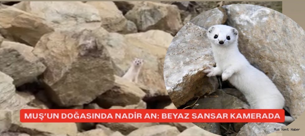 MUŞ’TA NADİR GÖRÜLEN BEYAZ SANSAR GÖRÜNTÜLENDİ