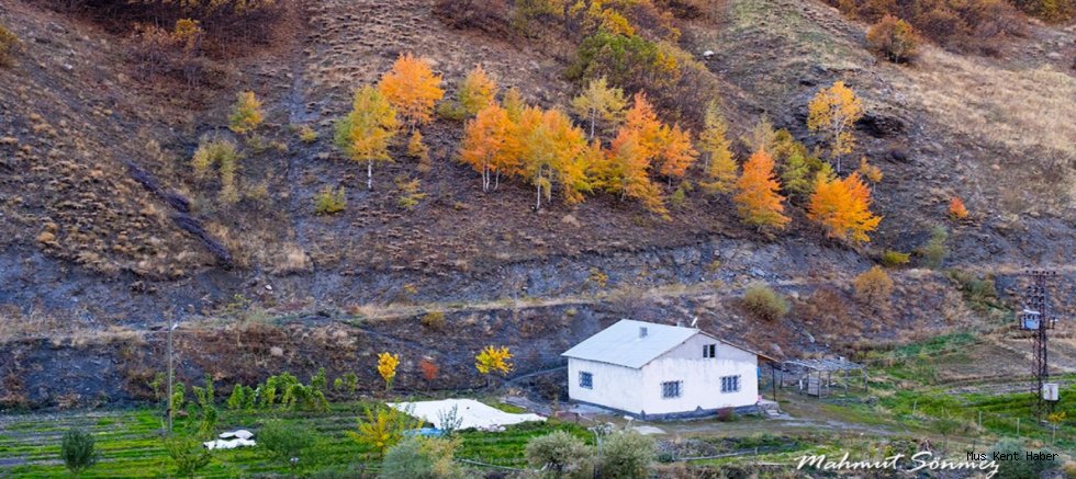 Muş’ta Sonbahar Büyüsü: Ağaçlar Renk Cümbüşüne Büründü