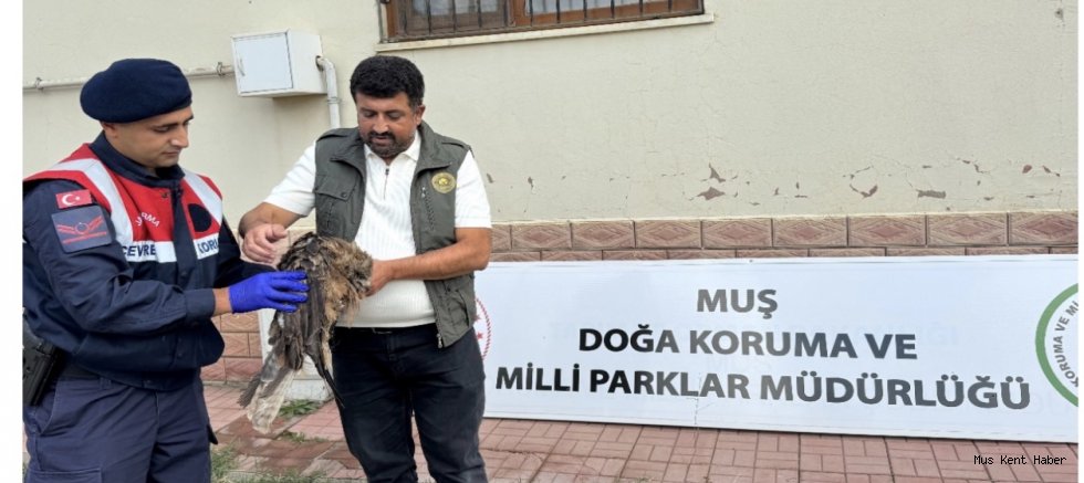 Muş’ta Yaralı Kızıl Şahin Jandarma Ekiplerince Kurtarıldı