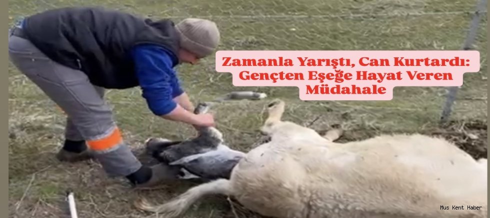 Muş’ta Zor Doğum Yapan Eşeğe Gençten Yardım