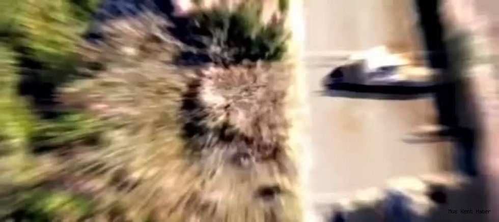 Muş’unda aralarında bulunduğu 72 ilde operasyon 