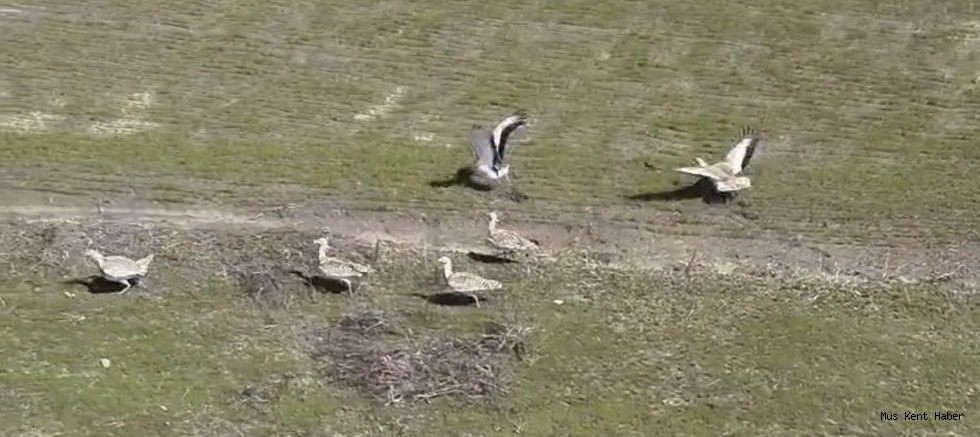 Toy Kuşu Muş Ovası’nda Görüntülendi, Baharın Habercisi Oldu