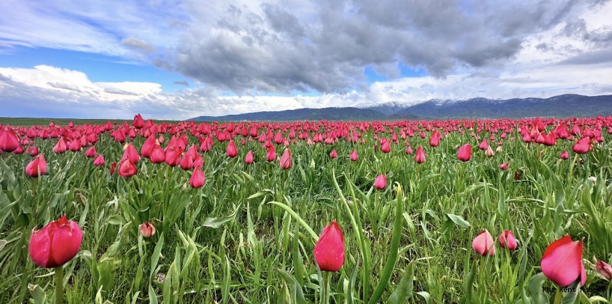 MUFSAD  “Lalelerimiz Geleceğimizdir, Tahribata İzin Vermeyeceğiz”