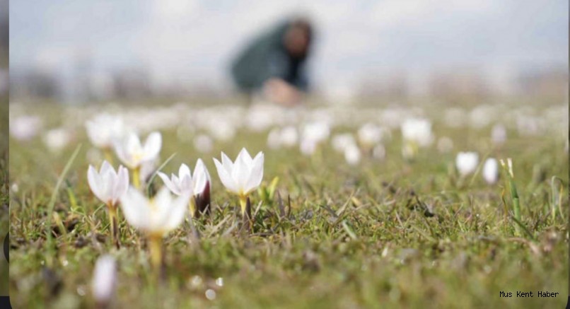 Muş’ta baharın habercisi çiğdemler açtı