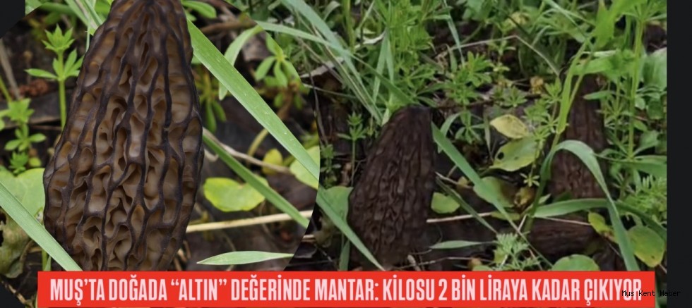 MUŞ’TA DOĞADA “ALTIN” DEĞERİNDE MANTAR: KİLOSU 2 BİN LİRAYA KADAR ÇIKIYOR