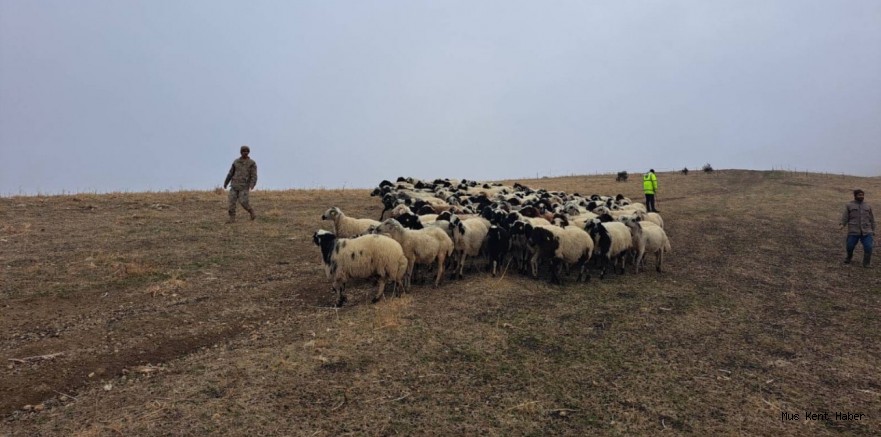 Muş’ta Kayıp 200 Küçükbaş Hayvan Jandarma Ekiplerince Bulundu