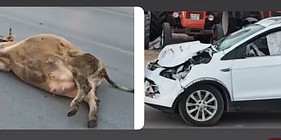 Aniden Yola Çıkan İnek Kazaya neden oldu