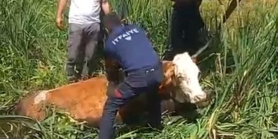 Bataklığa Saplanan Hayvanları İtfaiye Kurtardı