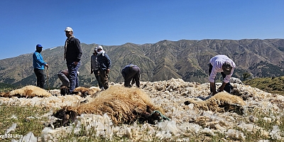 Besicilerin Koyun Kırpma Mesaisi Başladı