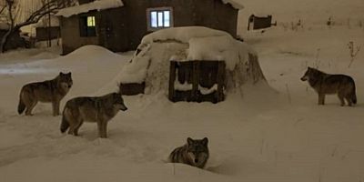 Bulanık’ta Aç Kalan Kurtlar Yerleşim Alanına İndi