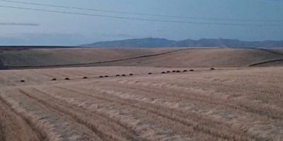 Domuz sürüsü görüldü