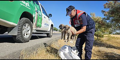 Karayolu Kenarında Çuval İçinde Yavru Köpekler Bulundu