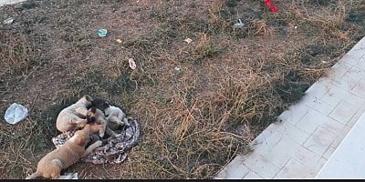 Kepenek TOKİ’deki Aileler Sokak Köpekleri Barınaklara Alınsın