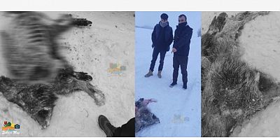 Kurt Sürüsü Domuzu Parçaladı