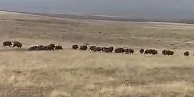 Malazgirt’te Yaban Domuzu Sürüsü Görüntülendi