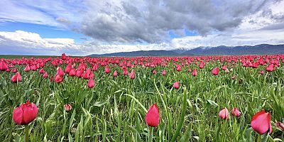 MUFSAD  “Lalelerimiz Geleceğimizdir, Tahribata İzin Vermeyeceğiz”