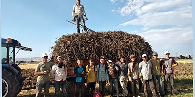 Muş Ovası'nda Yetişen Meyan Kökü İlaç Sanayisine Can Veriyor