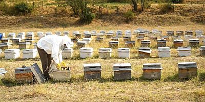 Muş’ta 290 Bin Kovandan 700 Ton Bal Hasad