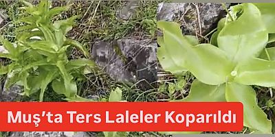 Muş’ta “Ağlayan Gelin”e Zarar: Köylüler Tepkili