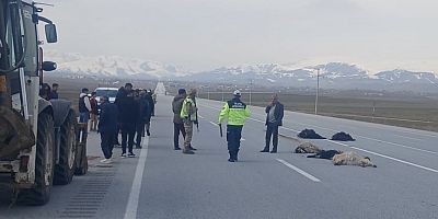 Muş’ta Araç Koyun Sürüsüne Çarptı: 15 Koyun Telef Oldu