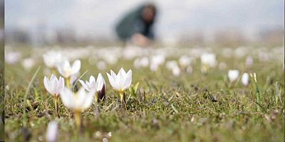 Muş’ta baharın habercisi çiğdemler açtı