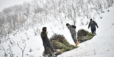 Muş’ta Besicilerin Zorlu Kış Mesaisi: Meşe Yapraklarını Kızaklarla Taşıyorlar