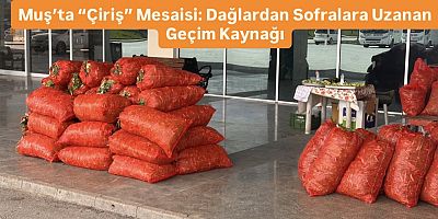 Muş’ta Çiriş Otu Ekonomisi Dağlardan Büyükşehirlere Uzanan Bereket