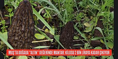 MUŞ’TA DOĞADA “ALTIN” DEĞERİNDE MANTAR: KİLOSU 2 BİN LİRAYA KADAR ÇIKIYOR