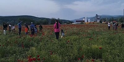 Muş’ta Doğal Oluşan Gelincik Tarlası Vatandaşların İlgi Odağı Oldu