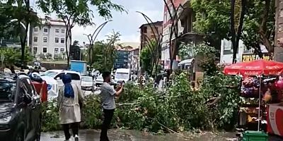 Muş’ta Fırtına Ağacı Devirdi, Yol Trafiğe Kapandı