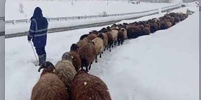 Muş’ta Hayvan Varlığı Artışta