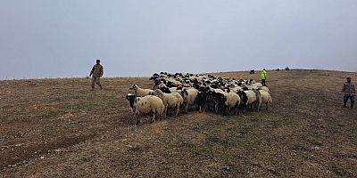 Muş’ta Kayıp 200 Küçükbaş Hayvan Jandarma Ekiplerince Bulundu