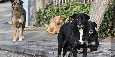 Muş’ta Köpek Dehşeti: 5 Yaşındaki Çocuk Boynundan Yaralandı