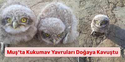 Muş’ta Kukumav Yavruları Doğaya Kavuştu
