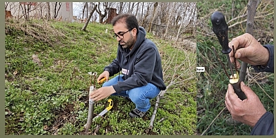 Muş’ta Meyve Ağaçlarında Aşılama Dönemi Başladı