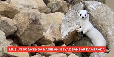 MUŞ’TA NADİR GÖRÜLEN BEYAZ SANSAR GÖRÜNTÜLENDİ