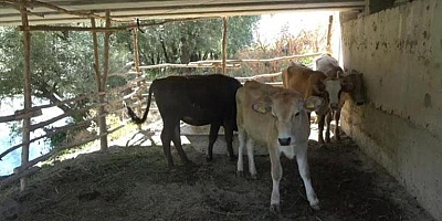 Muş'ta o köy 21 gün karantinaya alındı!